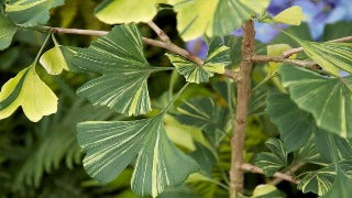 Ginkgo Biloba 'California Sunset' (California Sunset Maidenhair Tree)