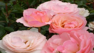 Rosa Easy Elegance Calypso