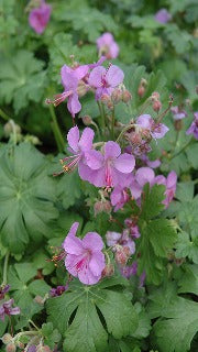 Geranium x Cantabrigiense 'Cambridge' (Dwarf Cranesbill)