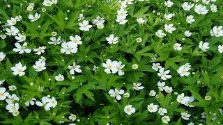 Anemone Canadensis (Canada Anemone)