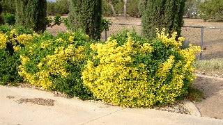 Euonymus Fortunei 'Canadale Gold' (Canadale Gold Euonymus)