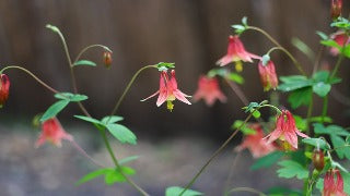 Aquilegia Canadensis (Wild Columbine)