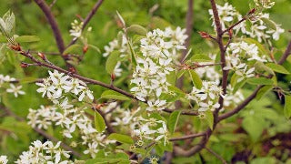 Amelanchier Canadensis (Serviceberry)