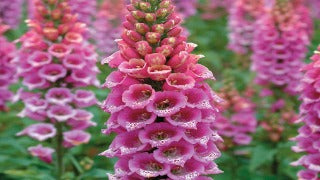 Digitalis Purpurea 'Candy Mountain' (Foxglove)