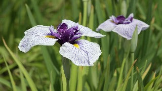 Iris ensata 'Caprician Butterfly' (Japanese Water Iris)