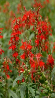 Lobelia Cardinalis (Cardinal Flower)