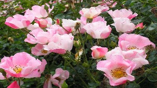 Rosa Carefree Delight