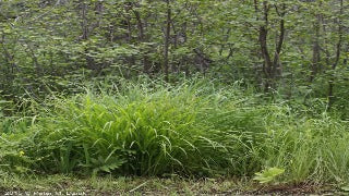 Fringed Sedge