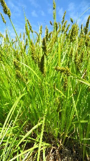 Carex Stipata (Awl Fruited Sedge)