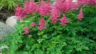 Astilbe x Younique Carmine (Younique Carmine Astilbe)