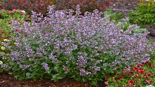 Nepeta Faassenii 'Cat's Meow' (Catmint)