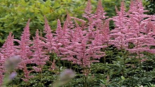 Astilbe Arendsii 'Cattleya' (False Spirea)