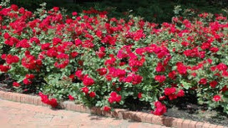 Rosa 'Champlain' Rose