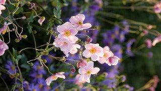 Anemone x Hybrida Queen Charlotte 'Konigir Charlotte' (Japanese Anemone)