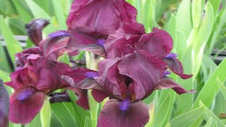 Iris Pumila 'Cherry Garden' (Standard Dwarf Bearded Iris)
