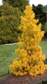 Pinus Contorta Var. Latifolia 'Chief Joseph' (Compact Tanyosho Pine)