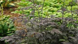 Cimicifuga x 'Chocoholic' (Purple-leaf Bugbane)