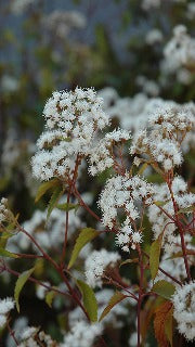 Eupatorium Rugosum 'Chocolate' (Boneset)