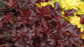 Heuchera x 'Chocolate Ruffles' (Coral Bells)