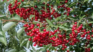 Prunus Virginiana (Common Chokeberry)