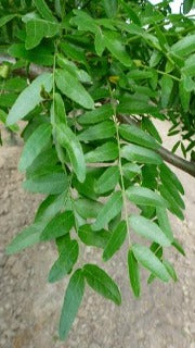 Gleditsia Triacanthos Var. Inermis Halka 'Christie' (Halka Honeylocust)