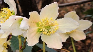 Helleborus Niger (Christmas Rose)