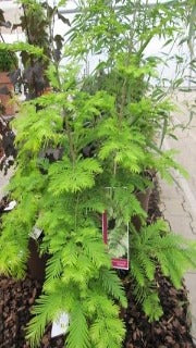 Metasequoia Glyptostroboides 'Chubby' (Dwarf Dawn Redwood)