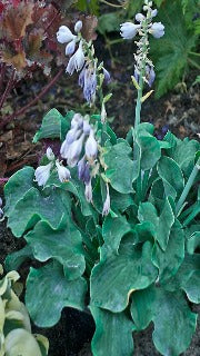 Hosta 'Church Mouse' (Plantain Lily)