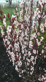 Prunus x Cistena (Purple-leaf Sand Cherry)