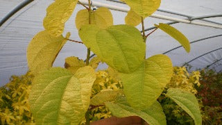 Cercidiphyllum Japonicum Claim Jumper (Claim Jumper Katsura)