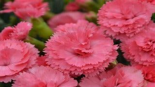 Dianthus x 'Classic Coral' (Classic Coral Dianthus)