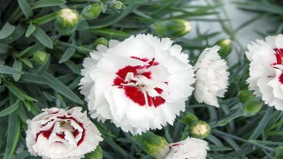 Dianthus x Coconut Surprise (Coconut Surprise Dianthus)