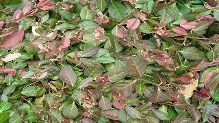 Euonymus Fortunei 'Coloratus' (Purpleleaf Wintercreeper)