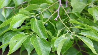 Celtis Occidentalis (Common Hackberry)