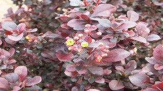 Berberis Thunbergii 'Concorde' (Concord Barberry)