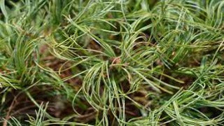 Pinus Strobus 'Contorta' (Contorted White Pine)