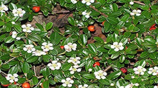 Cotoneaster Dammeri 'Coral Beauty' (Coral Beauty Cotoneaster)