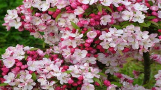 Malus Coralburst (Coralcole)