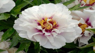 Paeonia Itoh 'Cora Louise' (Intersectional Peony)