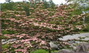 ornus Kousa 'Satomi' (Satomi Flowering Dogwood)