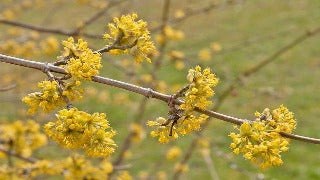 Cornus Mas (Cornelian-Cherry Dogwood)