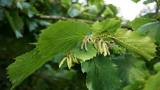 Corylus Colurna (Turkish Hazel)