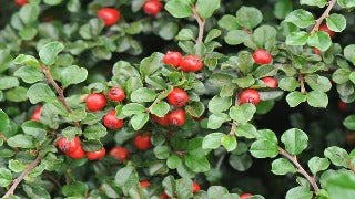 Cotoneaster Apiculatus (Cranberry Cotoneaster)