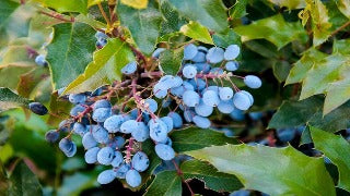 Mahonia Repens (Creeping Oregon Grape-Holly)