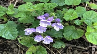 Meehania Cordata (Meehan's Mint)
