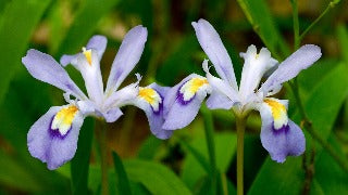 Iris Cristata (Crested Iris)