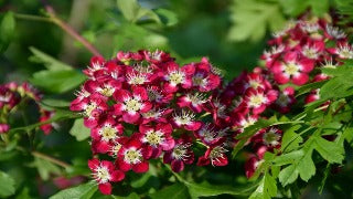 Crataegus Laevigata 'Crimson Cloud' (Crimson Cloud Hawthorn)