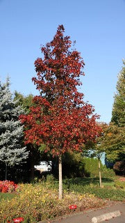 Acer Truncatum x Platanoides Crimson Sunset (Crimson Sunset Maple)