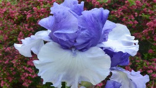 Iris Germanica 'Crowned Heads' (Tall Bearded Iris)