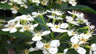 Crataegus Crus-Galli Crusader 'Cruzam' (Crusader Hawthorn)